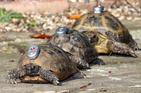 Loc8tor Pet hier auf den Panzern von Schildkröten angebracht