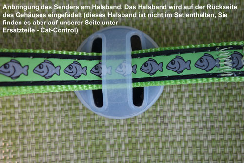 Anbringung Katzenpeilsender am Katzenhalsband