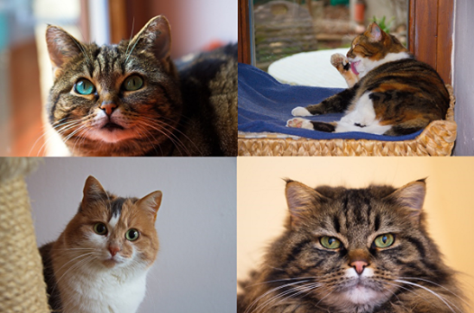 Unsere Katzen - Spooky, Bessi, Chili und Caruso