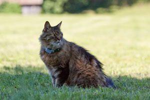Ortungsgerät katze