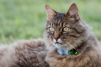 Peilsender für Katzen - hier der Peilsender Loc8tor Pet am Halsband vom Kater Pavarotti