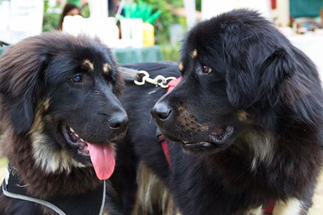 Temba und Chula